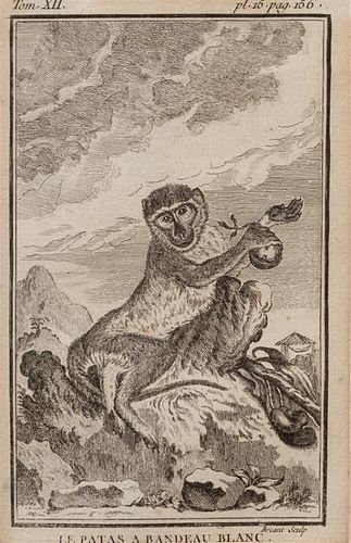 A Group of Four French Plates Depicting Copper Engravings of Primates 6 x 4 inches.