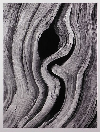 Howard Bond: Bristlecone Pine #2