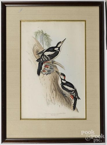 Gould color lithograph of the Great Spotted Woodpecker, 20'' x 13 1/4''.