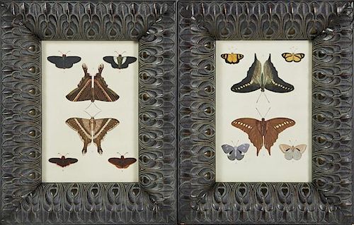 Pair of Butterfly Prints, late 19th c., presented