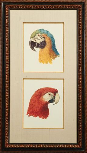 Francois Levaillant (1753-1824), "Red Parrot Head,
