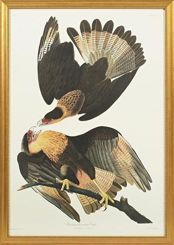 John James Audubon (1785-1851), "Brasilian Caracar