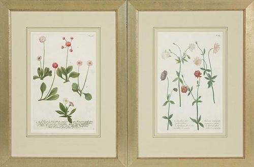 Johann Weinmann (1683-1741), "Bellis Sylvestris," and "Aquilegia Flore," No. 164, 18th c., pair of hand-colored botanical cop
