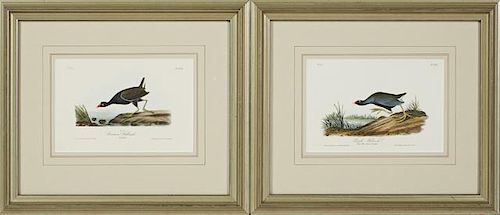 John James Audubon (1785-1851), "Purple Gallinule,
