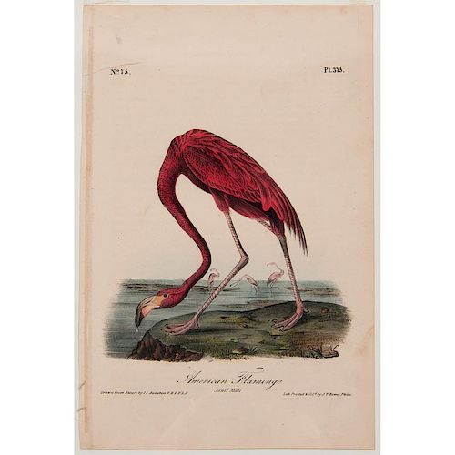 Audubon American Flamingo Royal Octavo Edition Lithograph