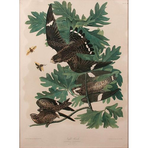 Audubon Night Hawk Bien Edition Lithograph