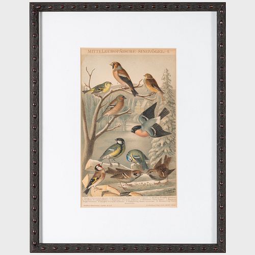 German School: Group of Six Ornithological Prints
