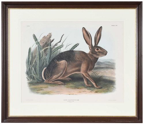 John Woodhouse Audubon, California Hare