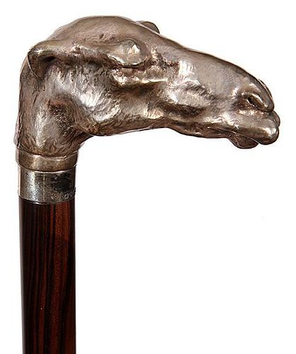 160. Sterling Camel Cane- 20th Century- A large cast camel in sterling which was made by Keith Cowey. Keith was a very well k