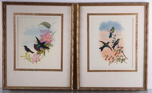 Ornithological Hummingbird Prints