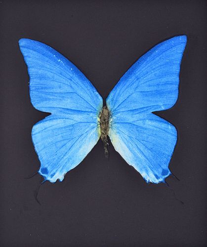 Damien Hirst PROVIDENCE Etching, Blue Butterfly