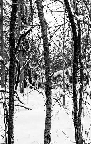SUSAN SZANTOSI: Winter, signed photograph on photo paper