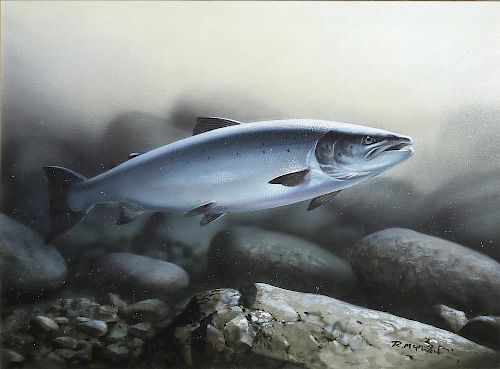 Rodger McPhail Watercolor of Salmon
