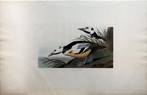 Audubon Aquatint, Western Duck
