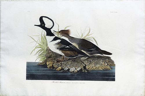 Audubon Aquatint, Hooded Merganser