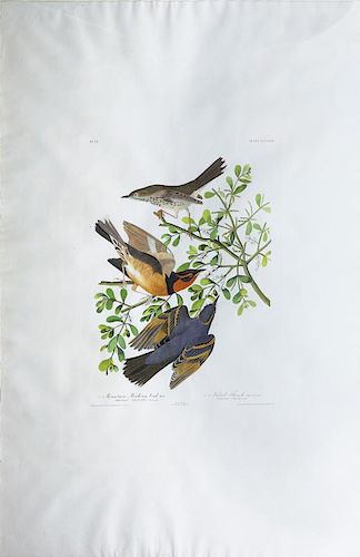 Audubon Aquatint, Mountain Mockingbird