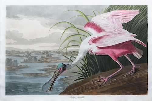 Audubon Aquatint, Rosate Spoonbill