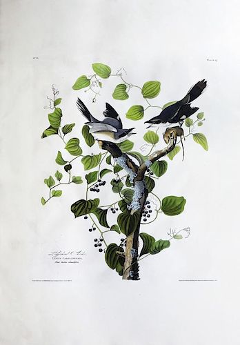 Audubon Aquatint, Loggerhead Shrike