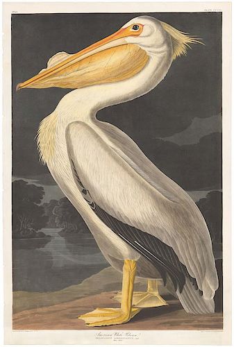 Audubon Aquatint, American White Pelican
