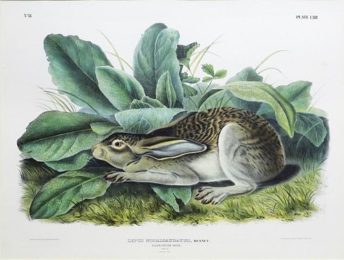 Audubon Imperial Folio Quadruped, Black Tailed Hare