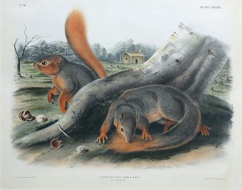Audubon Imperial Folio Quadruped, Say's Squirrel