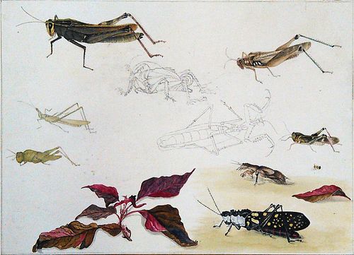 Company School Insect Study