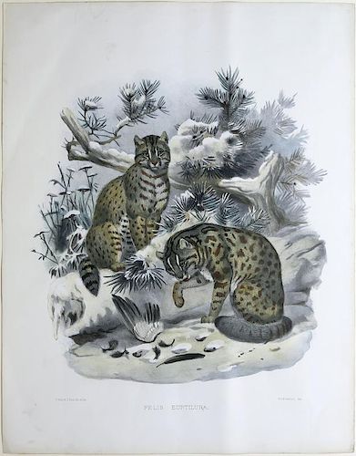 Joseph Wolf Lithograph of Cats