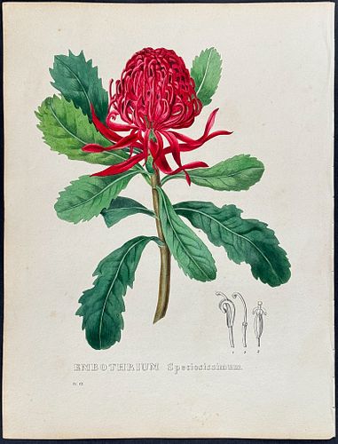 Geel - Australia: Waratah or Great Embothria (Embothrium Speciosissimum) [Official Flower of New South Wales]