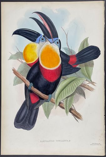 Gould - Sulphur & White-breasted Toucan