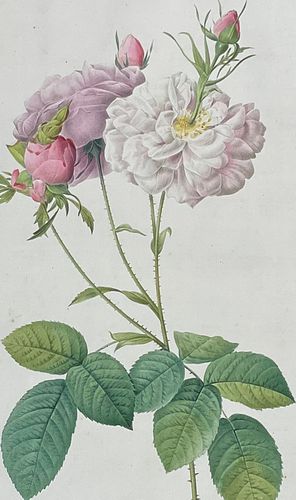 Redoute, Rare, Large Folio - Rose - Rosa Damascena Celsiana prolifera