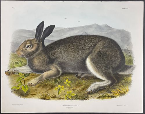 Audubon, Imperial Folio - Polar Hare. 32