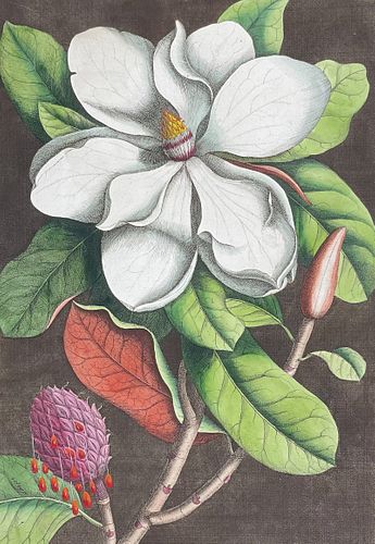 Catesby, Folio - Laurel-Tree of Carolina (Magnolia). 2-61