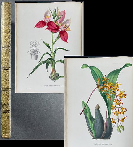Linden's Pescatorea - Volume with 48 Orchid Lithographs