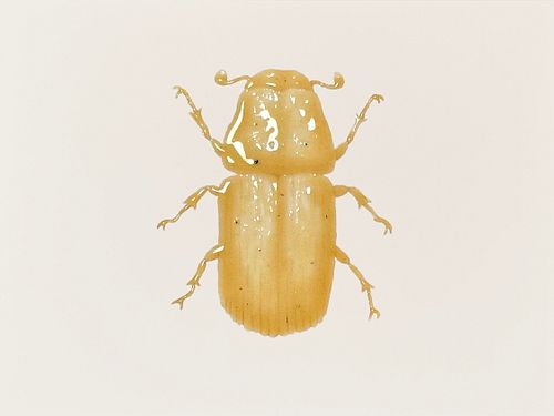Catherine Chalmers, "Mountain Pine Beetle", 2023