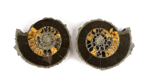 Pair Speetoniceras Ammonites with Drusy Pyrite