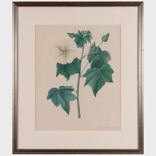 Indian Company School: Botanicals: Two Drawings