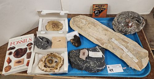 tray fossils- fish 19"l x 5 1/2"h, ammonite 5"h x 6 1/2"w x 5"d, sand dollar, cephalopod  petrified wood, fern, trilobite, partial vertebra