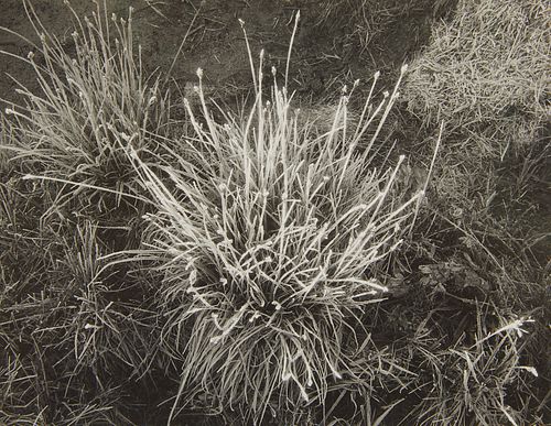 Ansel Adams Grasses Silver Gelatin Photograph