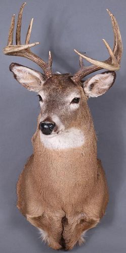 A FINE WHITETAIL DEER MOUNT, CONTEMPORARY