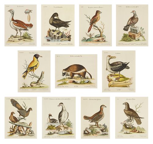 F. M. Seligmann 11 hand-colored engravings