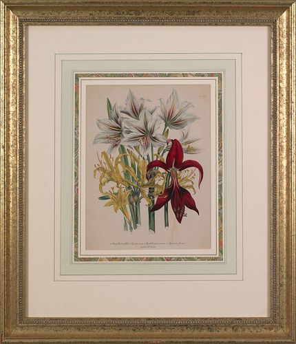 J.W. Loudon, two hand-colored lithographs of flowe