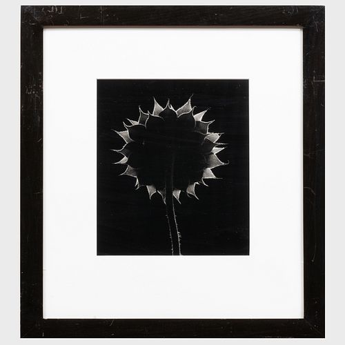 Paul Caponigro (b. 1932): Sunflower