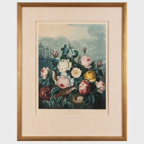 Robert John Thornton (1768-1837): Roses