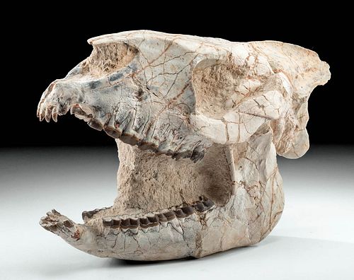 Superb Fossilized Hyracodon Running Rhino Skull