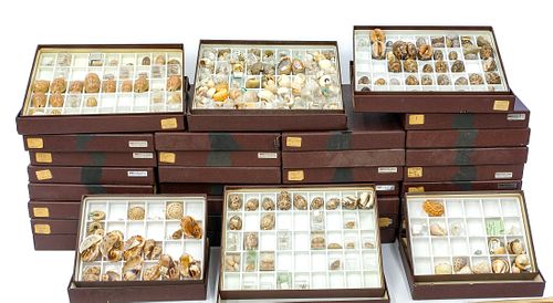 1,800+ Pc Estate Seashell Specimen Collection