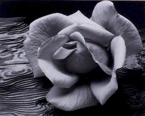 Ansel Adams "Rose & Driftwood" Lithographic Photo