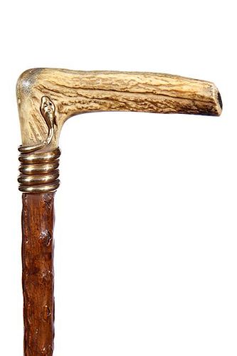 250. Stag Snake Cane – Ca. 1890 – A natural stag handle which has a gold-filled 5 coil snake collar exotic tree branch sh