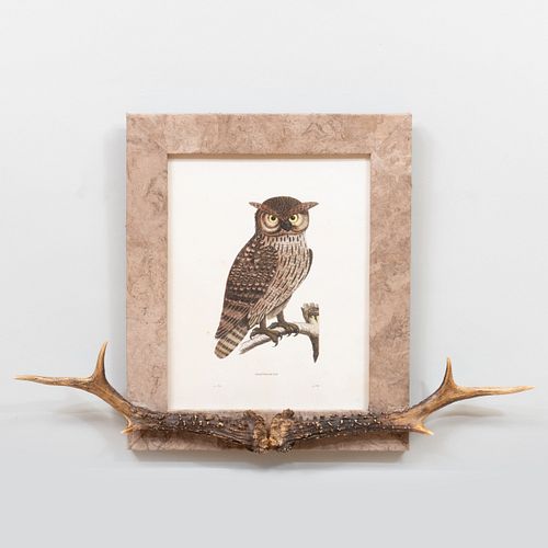 Two Illustrations of Owls with Horn Decorated Frames