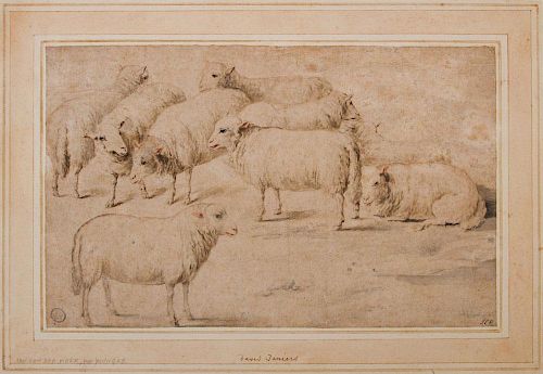 EUROPEAN SCHOOL: STUDY OF SHEEP