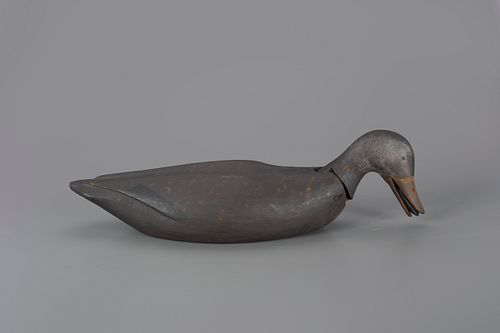 Mussel-In-Mouth Rocking-Head Black Duck Decoy by Augustus "Gus" Aaron Wilson (1864-1950)